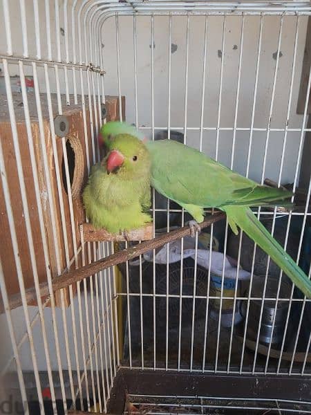 Ringneck parrot male for sale(no tammed) 2