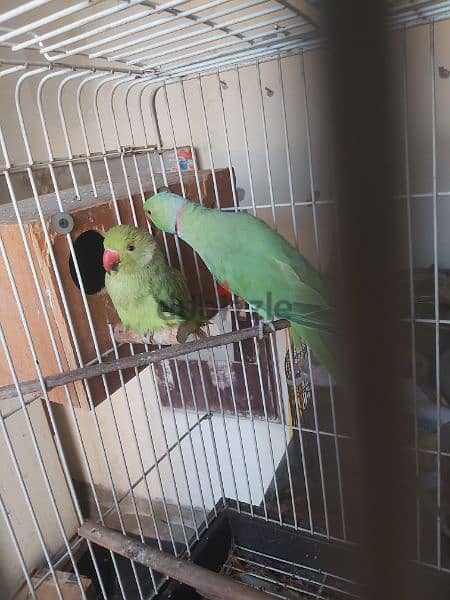 Ringneck parrot male for sale(no tammed) 3