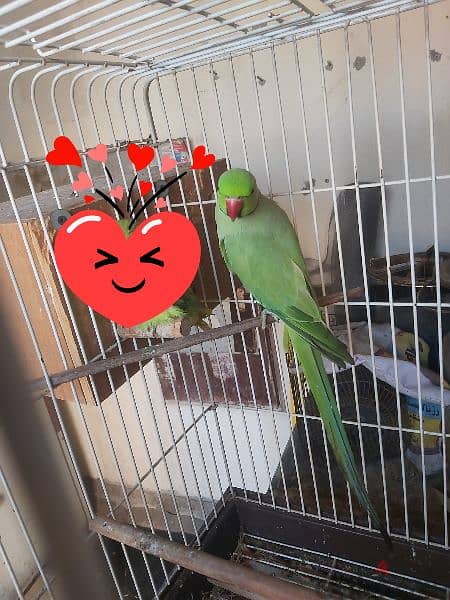 Ringneck parrot male for sale(no tammed) 4