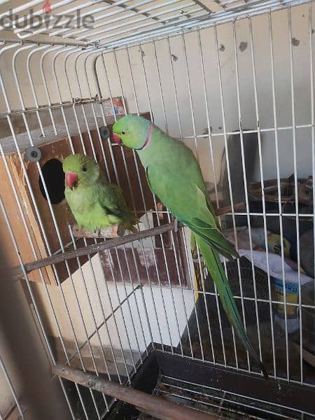 Ringneck parrot male for sale(no tammed) 5