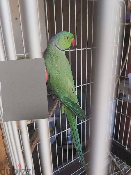 Ringneck parrot male for sale(no tammed) 6