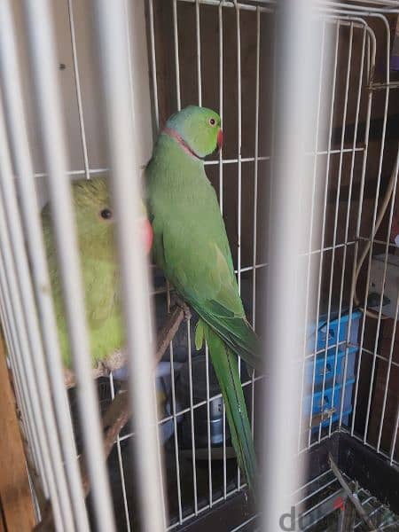 Ringneck parrot male for sale(no tammed) 7