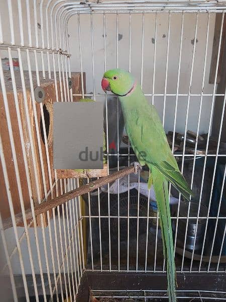 Ringneck parrot male for sale(no tammed) 8