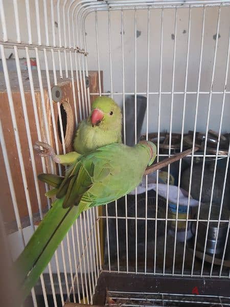 Ringneck parrot male for sale(no tammed) 9