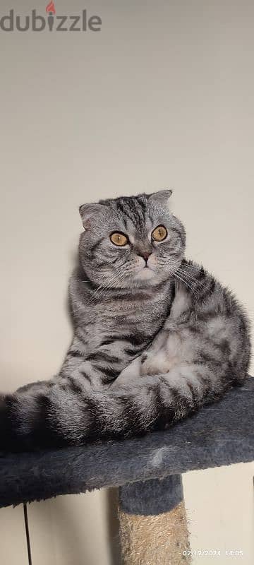 Scottish fold male cat for sale