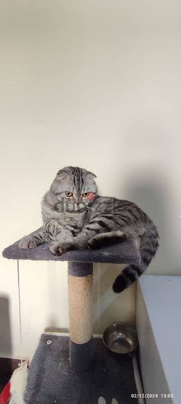 Scottish fold male cat for sale 1