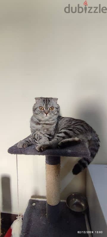 Scottish fold male cat for sale 2