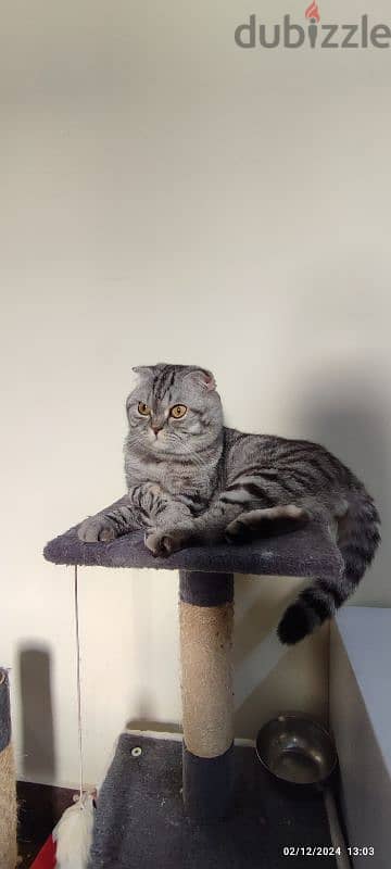 Scottish fold male cat for sale 3