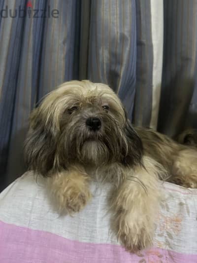 Shih Tzu Puppies Pure Breed four months old.