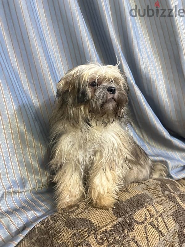 Shih Tzu Puppies Pure Breed four months old. 4