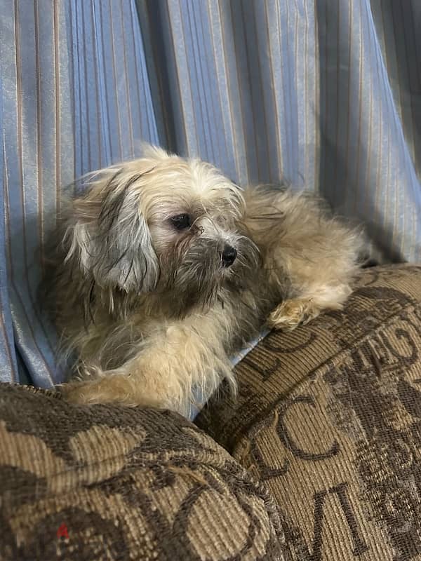 Shih Tzu Puppies Pure Breed four months old. 5