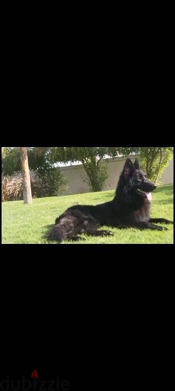 male German sheprd long hair top level 1