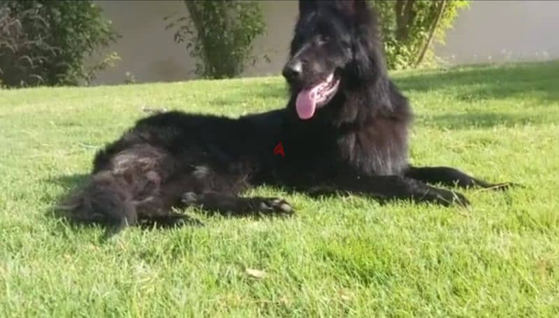 male German sheprd long hair top level 2