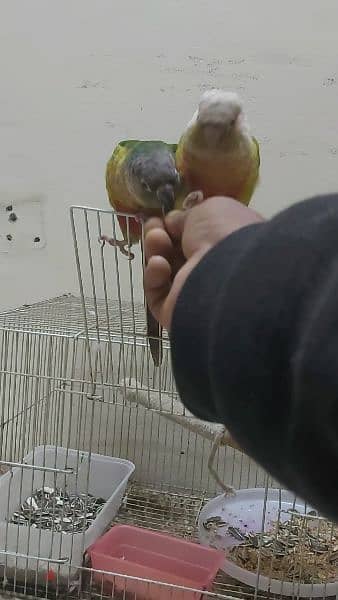 painappil conure breeding pair both tammed