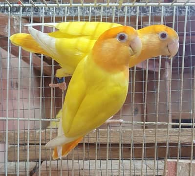 tamed love birds for sale