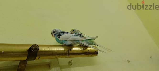 budgies