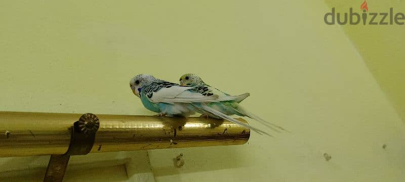 budgies for sale 0