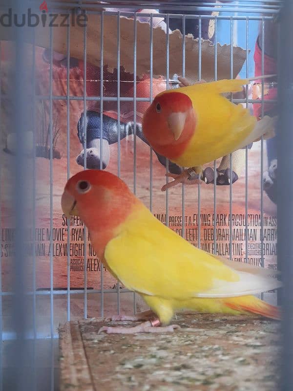 healthy pair love bird 0