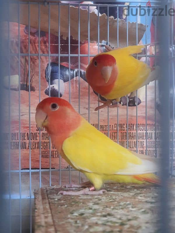 healthy pair love bird 1