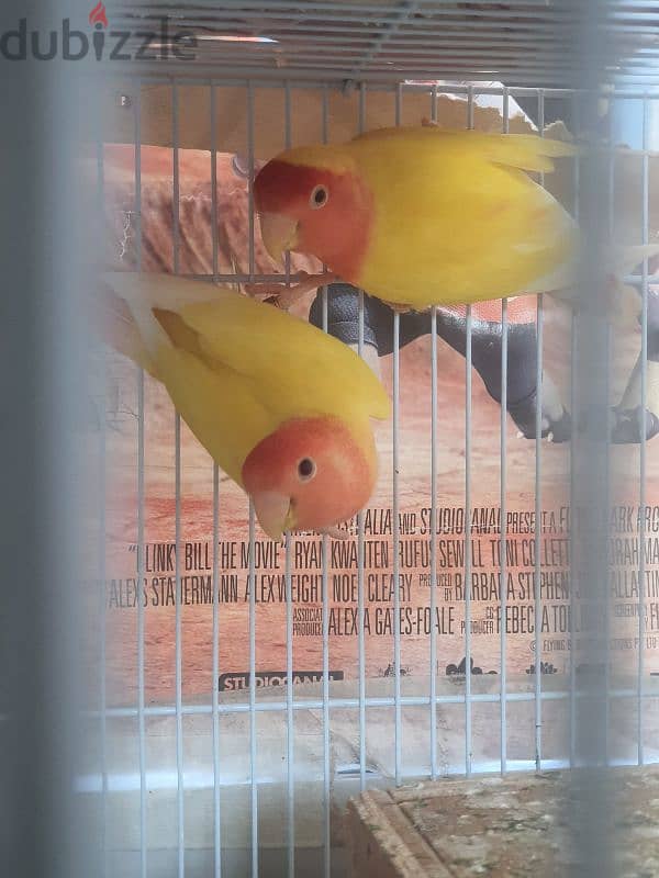 healthy pair love bird 2