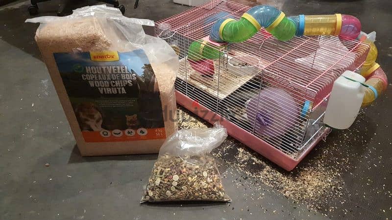 hamsters for sale 0