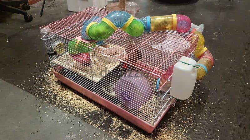 hamsters for sale 1