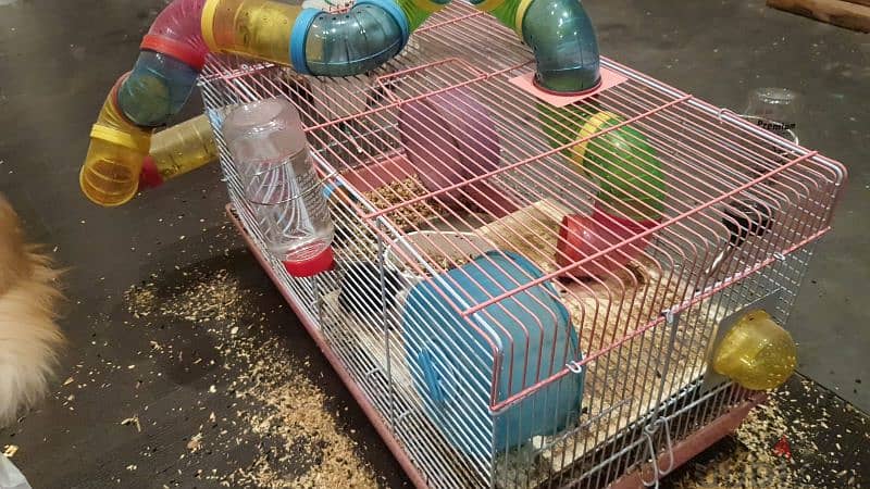 hamsters for sale 2