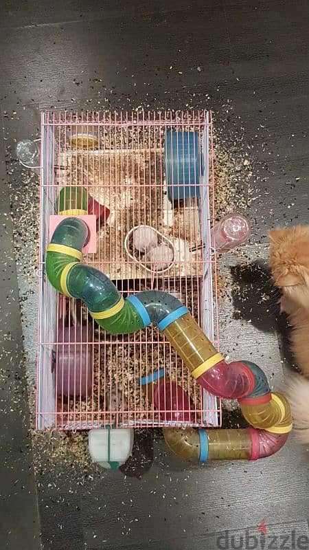 hamsters for sale 3