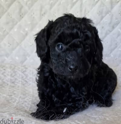 Poodle chocolate and black  mini toy