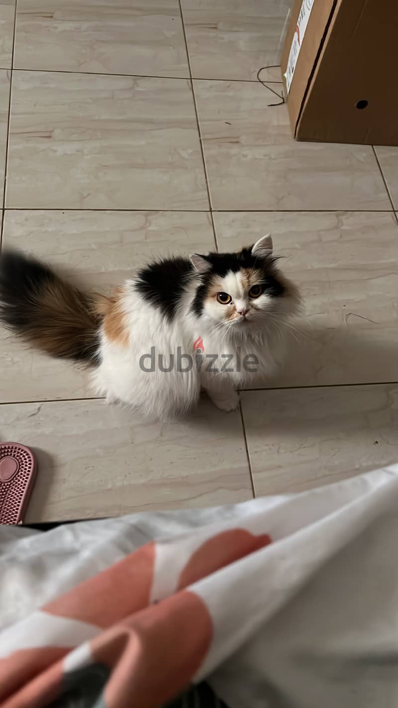 Pure Persian Cat for sale 1