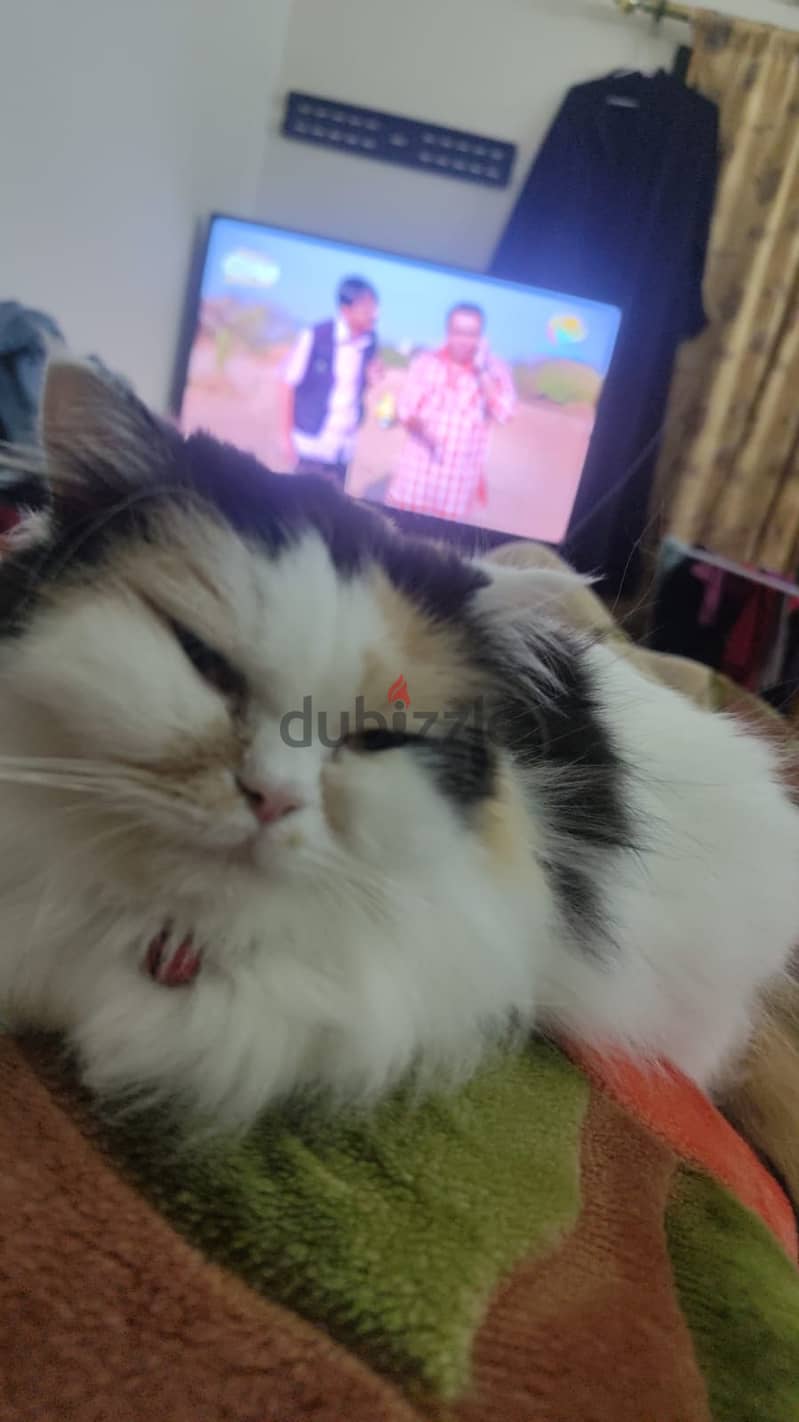 Pure Persian Cat for sale 2