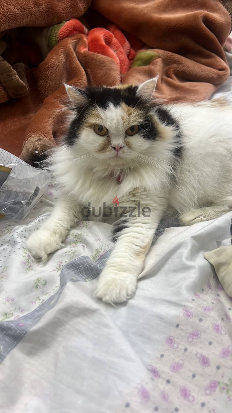 Pure Persian Cat for sale 3