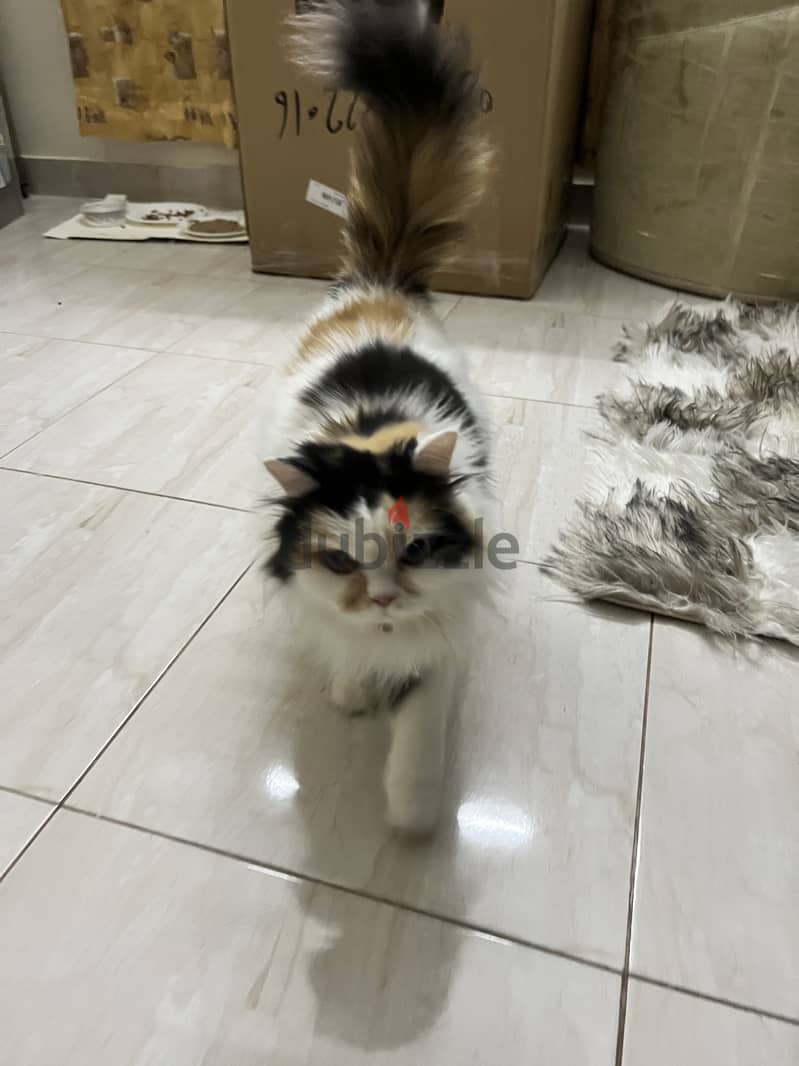 Pure Persian Cat for sale 4