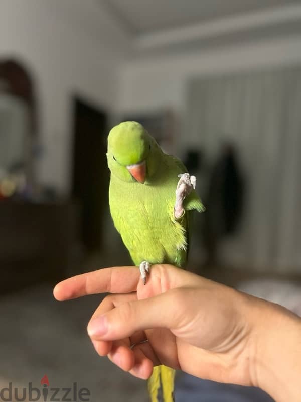 parrot متو ذكر 1