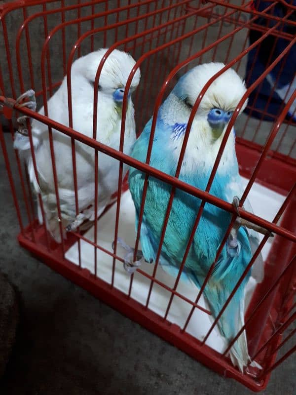 English budgies urgent for sale 0