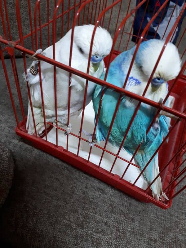 English budgies urgent for sale 2