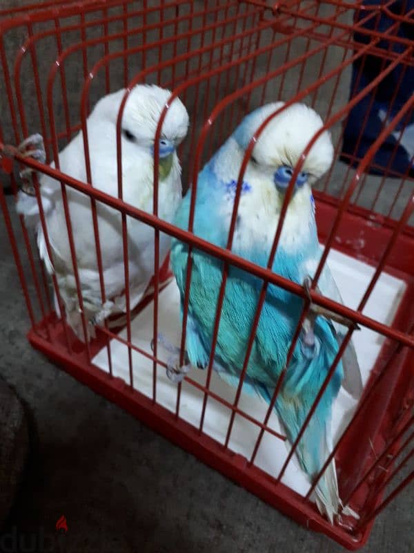 English budgies urgent for sale 3