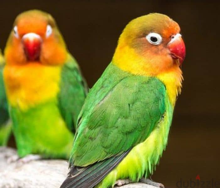 LoveBirds for Sale 0