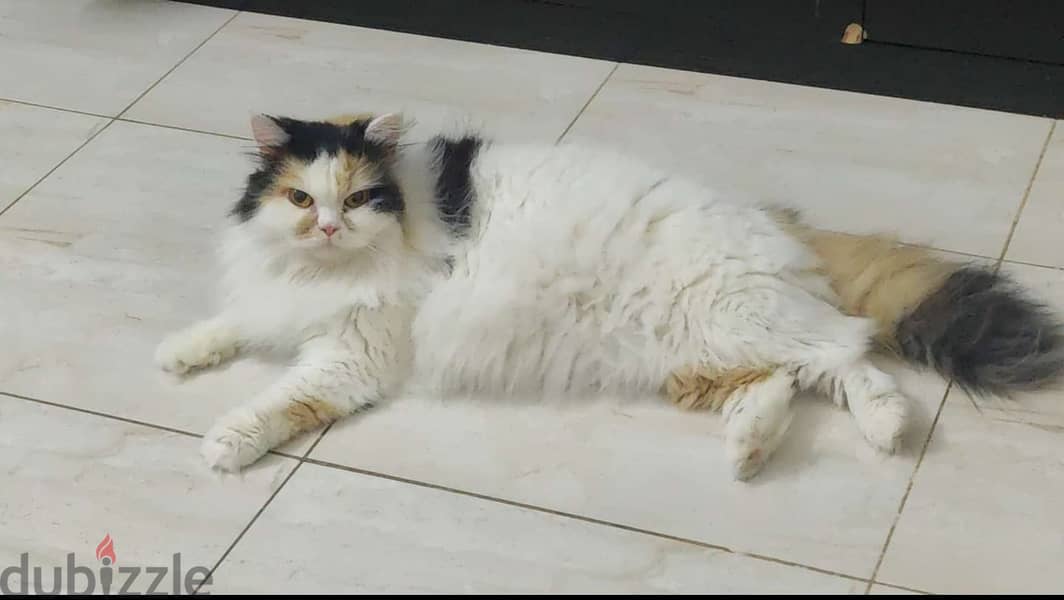 Pure Persian Cat for sale 5