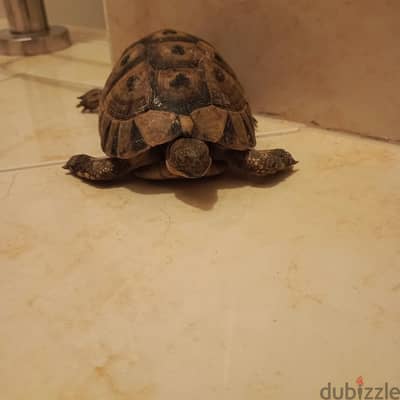 Tortoise