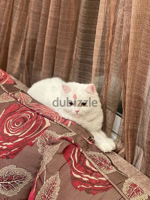 missing cat found in muharraq 0