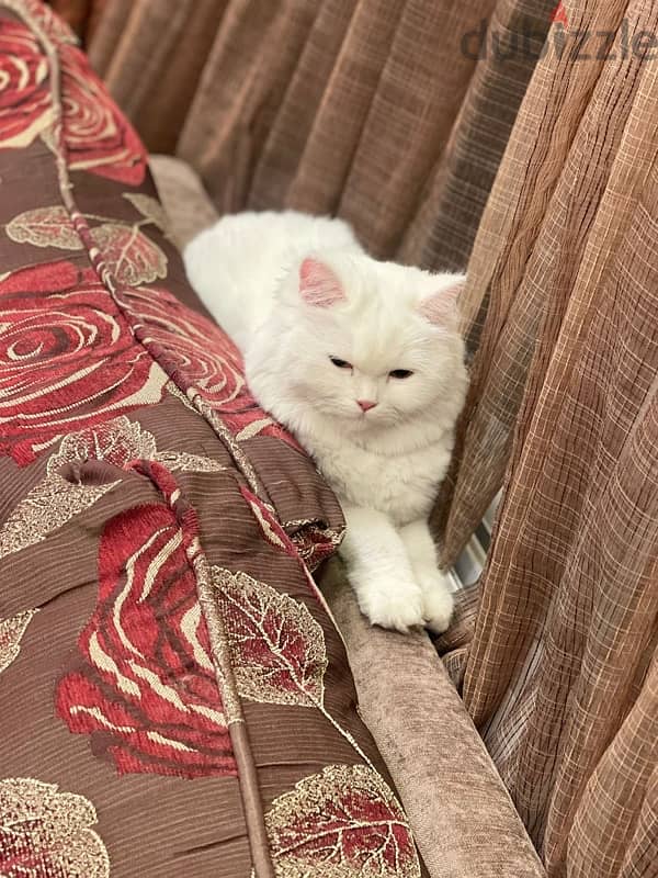 missing cat found in muharraq 1