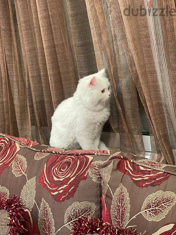 missing cat found in muharraq 2