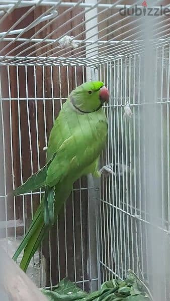 parrot 1