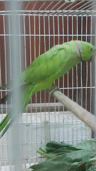 parrot 3