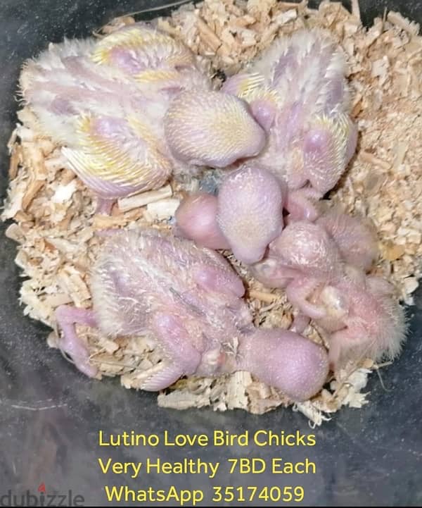 Lutino love bird chicks 0