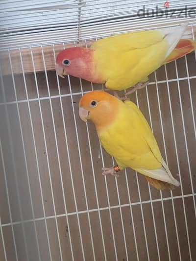 Male female love bird