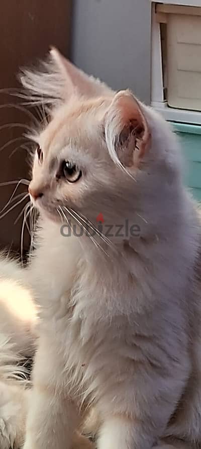 القط اللطيف ) ماكس ، My nice cat Max