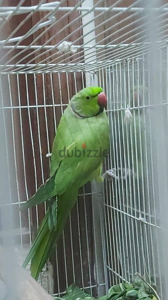 male parrot no tammed