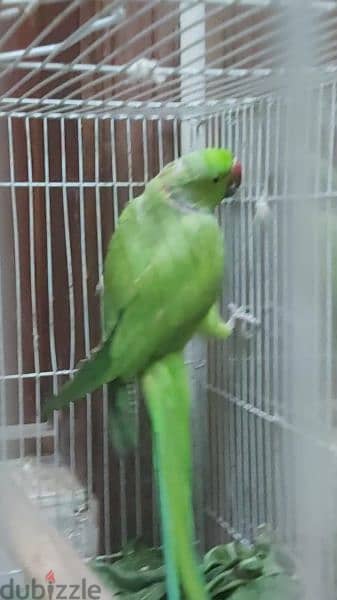 male parrot no tammed 1